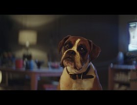 Buster The Boxer