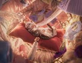Purr More