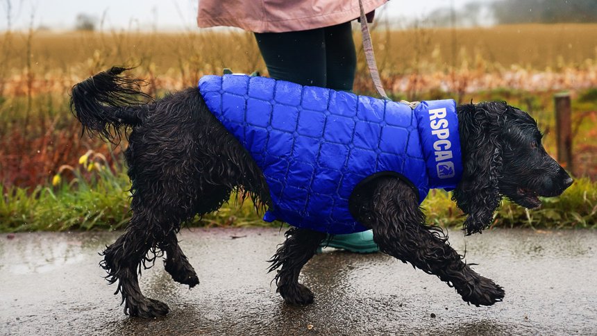 RSPCA: Everyone for Every Animal