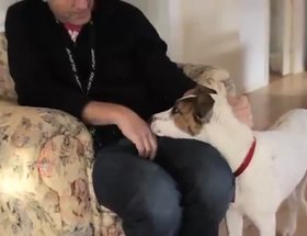 The Pedigree Adoption drive