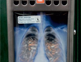Lungs
