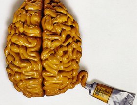 Brain